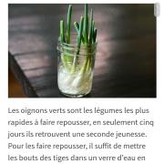 Faire repousser vos légumes 