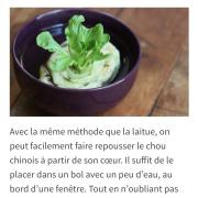 Faire repousser vos légumes 