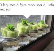 Faire repousser vos légumes 