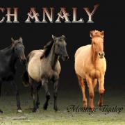 Ranch Analy