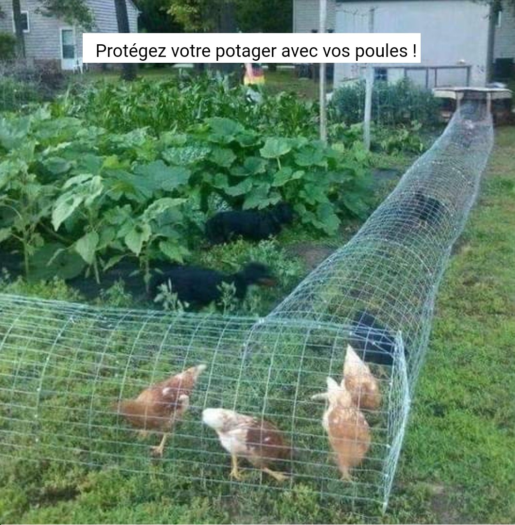 Protégez votre potager avec vos poules