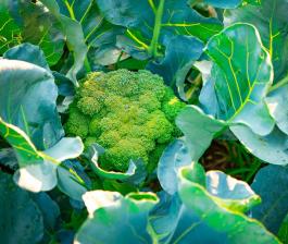 Brocoli culture