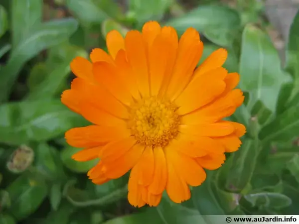 Calendula officinalis fleur 600x450