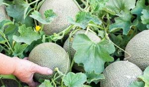 Cultiver melons quebec 764x450