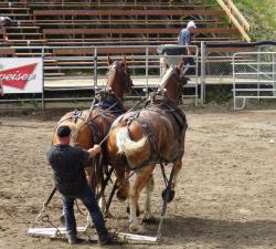 tire de chevaux