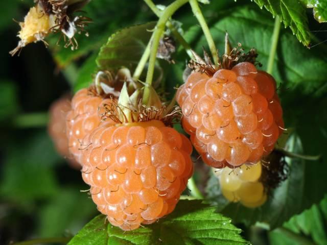 Framboises blanches