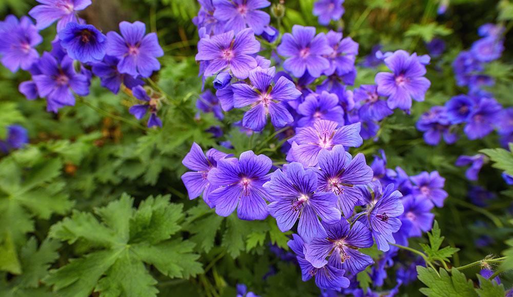Geranium care