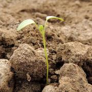 Germinationpersil 121500