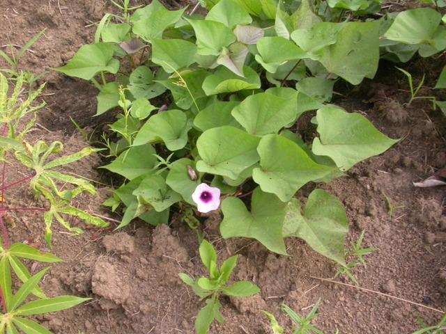 Patate douce potager 1