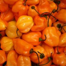 Piment habanero