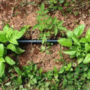 Plant basilic 120345