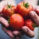 Tomate 750x410 1